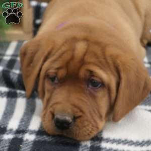 Ivy, Fox Red Labrador Retriever Puppy