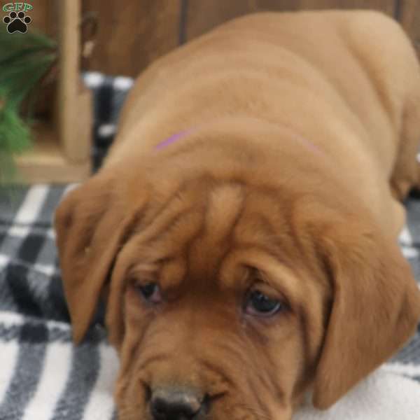 Ivy, Fox Red Labrador Retriever Puppy
