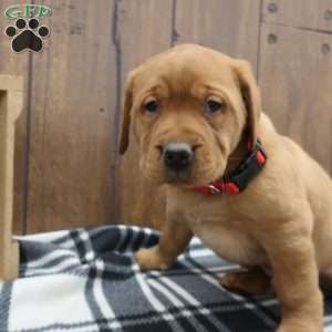 Dasher, Fox Red Labrador Retriever Puppy