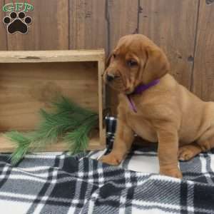 Rusty, Fox Red Labrador Retriever Puppy