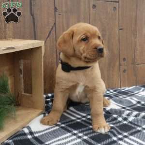 Winter, Fox Red Labrador Retriever Puppy