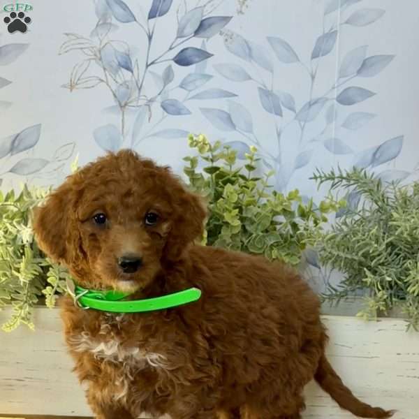 Emma, Goldendoodle Puppy