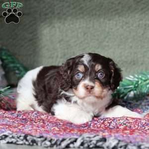 Peanut, Cavapoo Puppy
