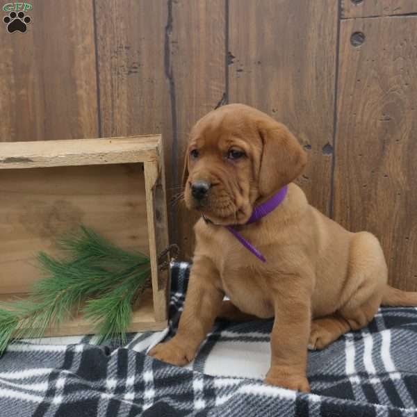Rusty, Fox Red Labrador Retriever Puppy