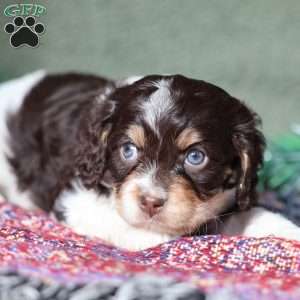 Peanut, Cavapoo Puppy