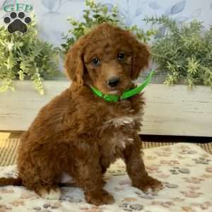 Emma, Goldendoodle Puppy