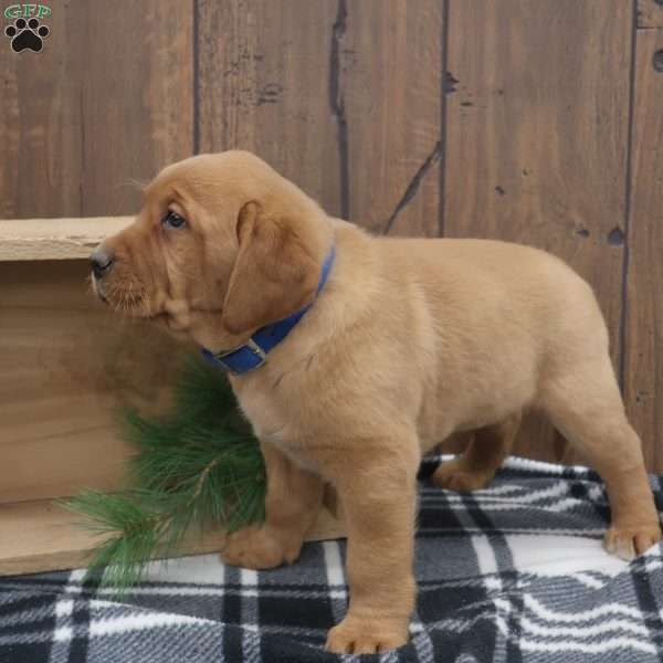 Merry, Fox Red Labrador Retriever Puppy