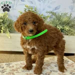 Emma, Goldendoodle Puppy