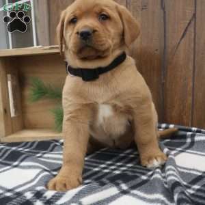 Winter, Fox Red Labrador Retriever Puppy