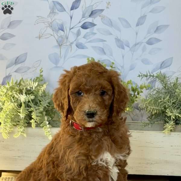 Ellie, Goldendoodle Puppy