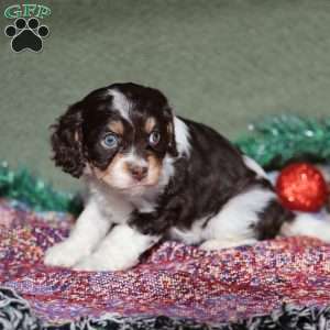 Peanut, Cavapoo Puppy