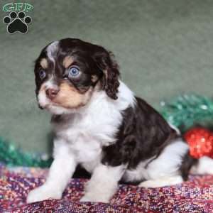 Peanut, Cavapoo Puppy