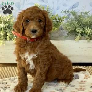 Ellie, Goldendoodle Puppy