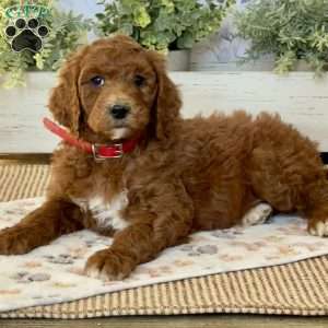 Ellie, Goldendoodle Puppy