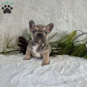 Boba, French Bulldog Puppy