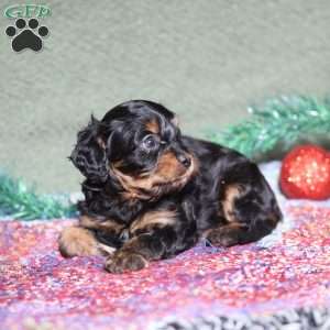 Pirate, Cavapoo Puppy