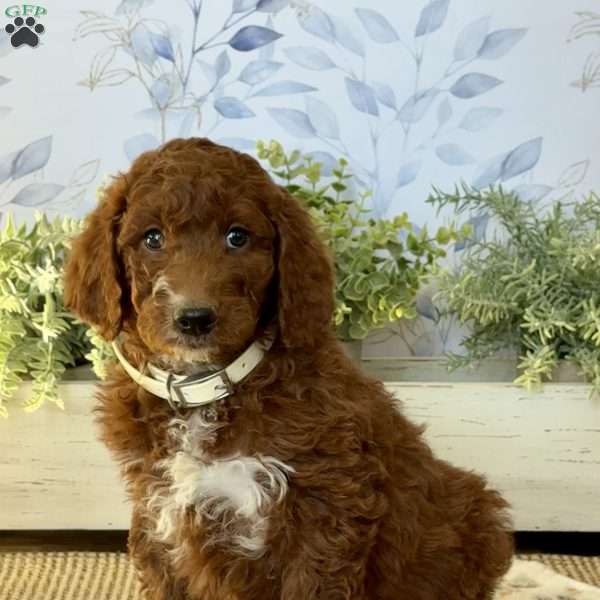 Elliot, Goldendoodle Puppy