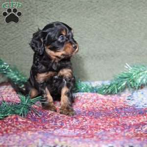 Pirate, Cavapoo Puppy