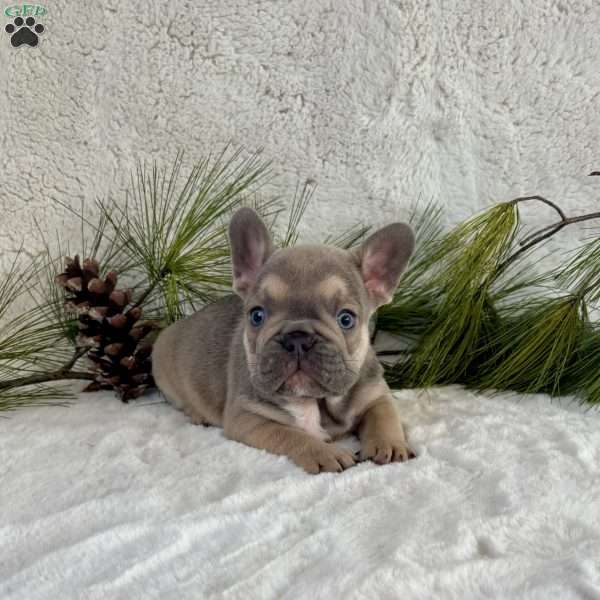 Boba, French Bulldog Puppy