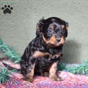 Pirate, Cavapoo Puppy