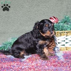 Pirate, Cavapoo Puppy