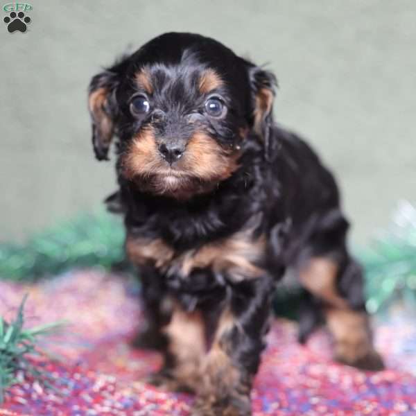 Pirate, Cavapoo Puppy