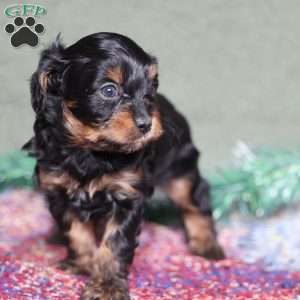 Pirate, Cavapoo Puppy