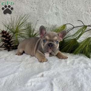 Boba, French Bulldog Puppy