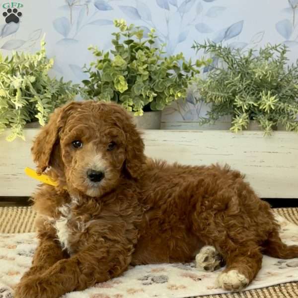 Ernie, Goldendoodle Puppy