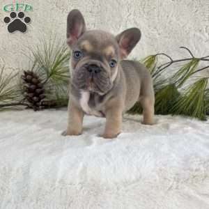 Boba, French Bulldog Puppy