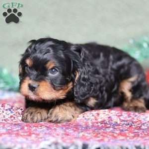 Pumpkin, Cavapoo Puppy