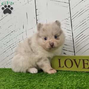 Smarty, Pomeranian Puppy