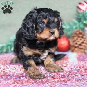 Pumpkin, Cavapoo Puppy