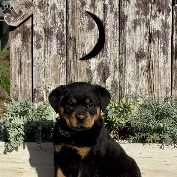Daisy, Rottweiler Puppy
