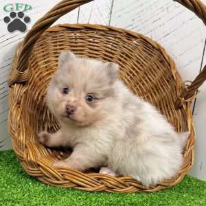 Smarty, Pomeranian Puppy