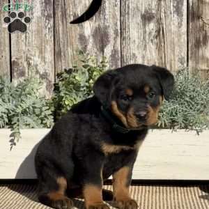 Daisy, Rottweiler Puppy