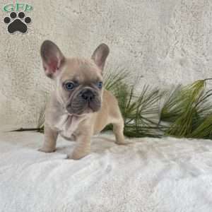Bubbles, French Bulldog Puppy