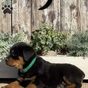 Daisy, Rottweiler Puppy