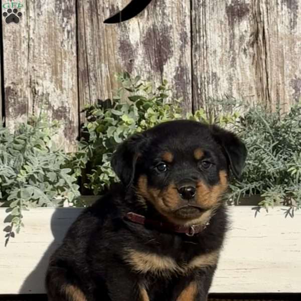 Dixie, Rottweiler Puppy