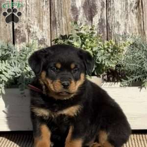 Dixie, Rottweiler Puppy