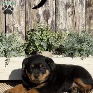 Dixie, Rottweiler Puppy