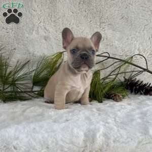 Bubbles, French Bulldog Puppy