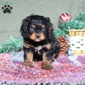Pumpkin, Cavapoo Puppy