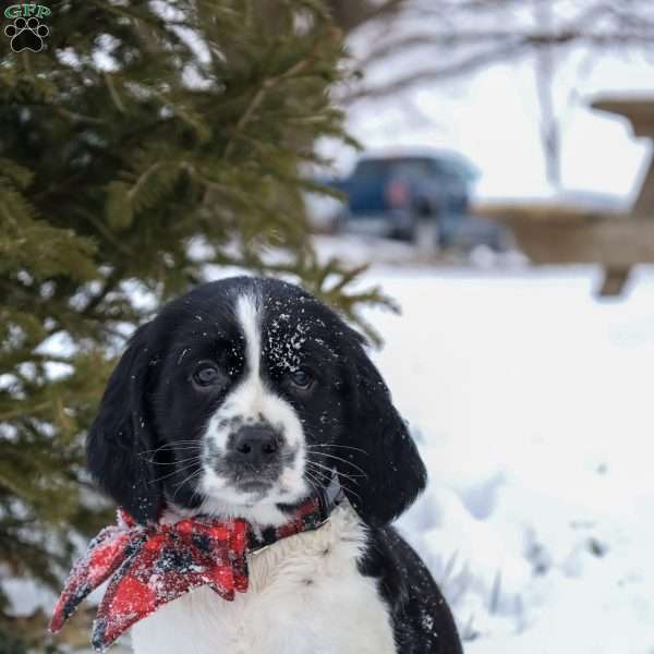Ezra, English Springer Spaniel Puppy