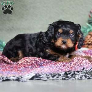 Pumpkin, Cavapoo Puppy