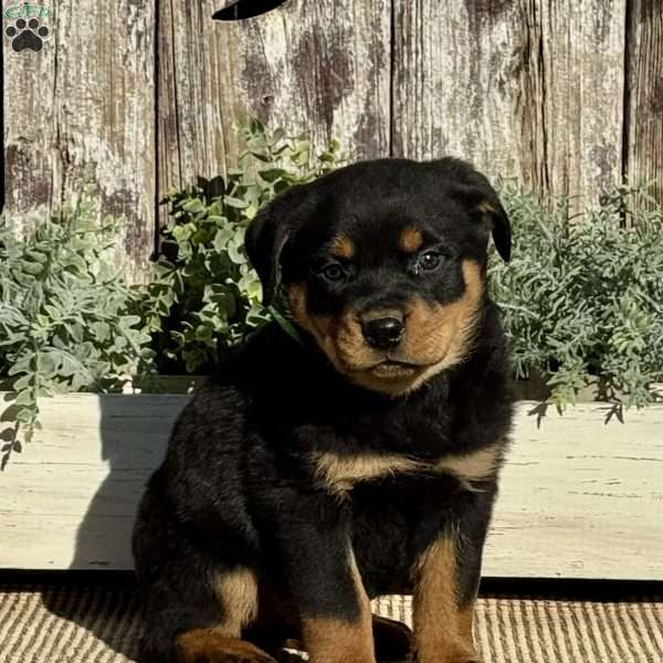 Dozer, Rottweiler Puppy