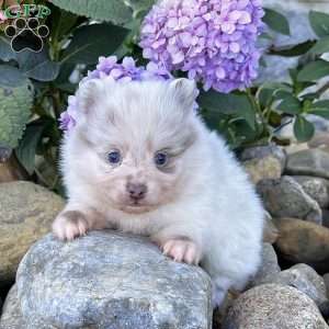 Smarty, Pomeranian Puppy