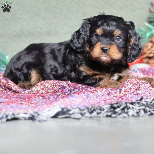 Pumpkin, Cavapoo Puppy