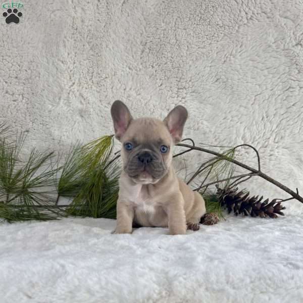 Bubbles, French Bulldog Puppy