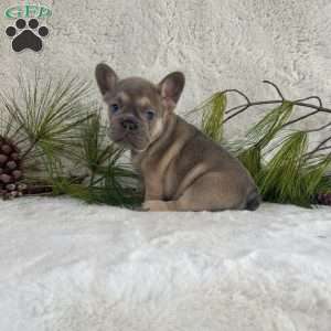 Bella, French Bulldog Puppy